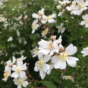 Everything Is Blooming